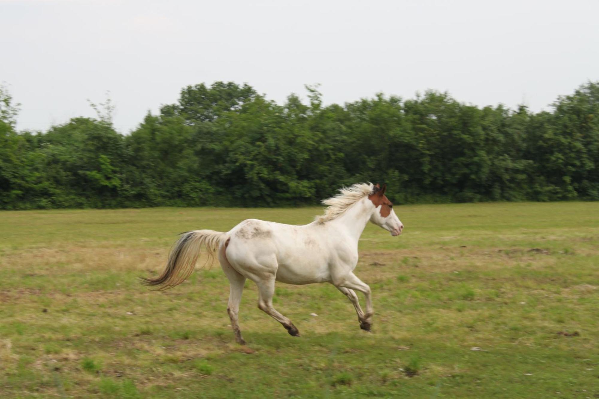 Castello dʼAviano Agriturismo Al Ranch מראה חיצוני תמונה